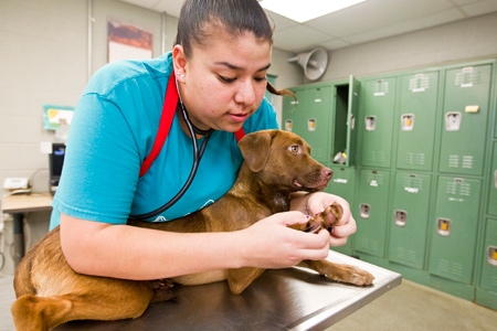vaccinations pima animal care center